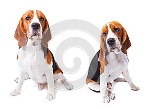 Two beagle dogs sitting on white background use for animals and