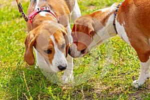 Two beagle dogs sniff each other opposite each other