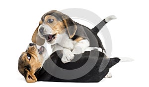 Two Beagle puppies playing together, isolated