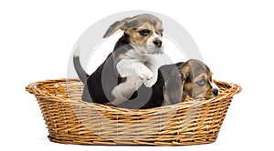 Two Beagle puppies playing in a wicker basket, isolated
