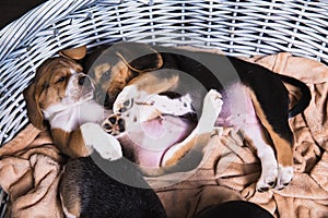 Two beagle puppy sleeps in basket