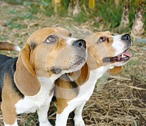 Two beagles