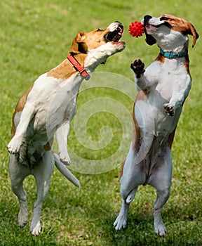 Two beagles with ball