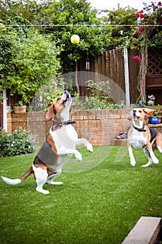 two dogs having fun playing in the garden playing with a tenn