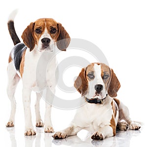 Two beagles
