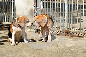 Two beagles are loving, amatory