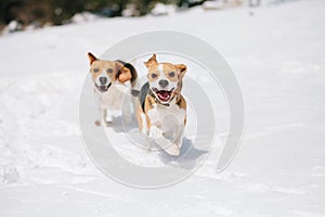 Two beagles playing in snow