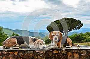 Two beagles resting on a wall in the summer sun in front of a beautiful valley in the south of france