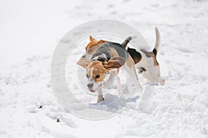 Two beagles running in snow