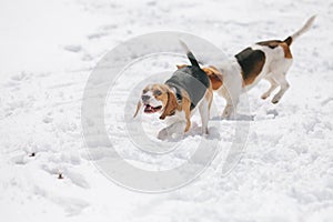 Two beagles running in snow