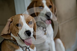 Two beagles sitting