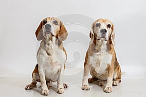 Two Beagles