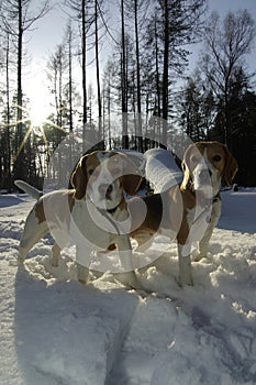 Two beagles in winter