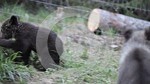 Two bear cub sibling playing in forest