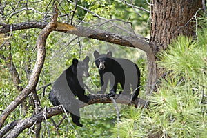 Two Bear Cubs Sitting on a Tree Branch