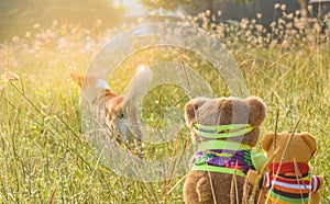 Two bear dolls in the sitting position at the garden ,look like they are watching the dog.