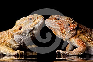 Two bearded agama lizards photo