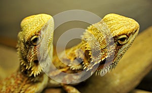 Two Bearded Dragon Up Close
