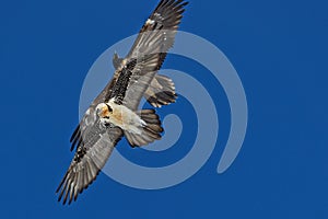 Two bearded vultures in the sky