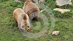 Two bears. Brown fluffy bears walk on green grass.Pair of bears by the pond.Predatory animals