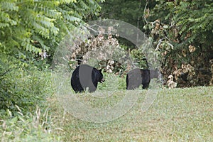 Two Bears in Cades Cove, GSMNP