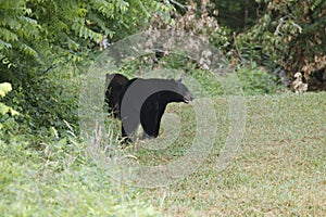 Two Bears in Cades Cove, GSMNP photo