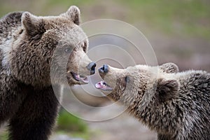 Two bears in close-up