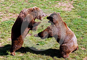 Two bears in a fierce fight on a grassy ground