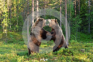 Two bears fighting