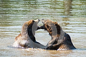 Two bears playing