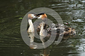 Two beautiful adult Great crested Grebe Podiceps cristatus one with their cute babies riding on its back swimming on a river