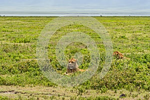 Two beautiful adult Male lion lie on grass field in Ngorongoro consevation area, Serengeti Savanna Tanzania