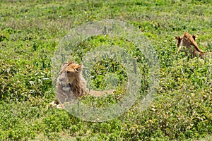 Two beautiful adult Male lion lie on grass field in Ngorongoro consevation area, Serengeti Savanna Tanzania