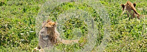 Two beautiful Adult Male Lion lying on Grass Field in Ngorongoro Consevation Area