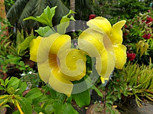 Two beautiful Allamanda flowers covered by water droplets after rain at a garden