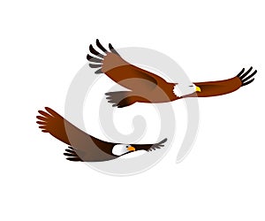 Two beautiful American eagles flying on a white background