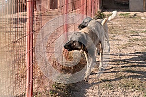 Two beautiful anatolian shepherd dogs sivas kangal kopek/kopegi pace, walks behind cage in a dog farm im Kangal city, Sivas photo