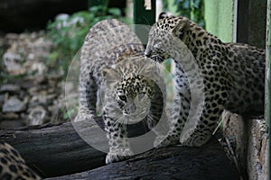 Two beautiful baby leopards