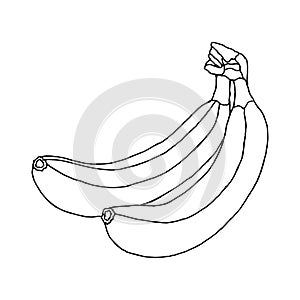 Two beautiful bananas isolated on a white background. Illustration for coloring book