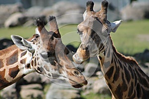 two beautiful baringo giraffes who love each other