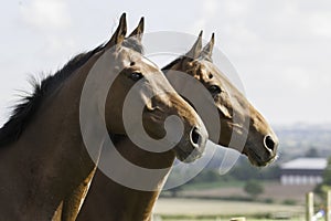 Two beautiful bay horses portraits