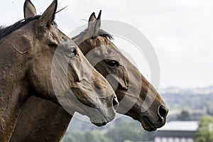 Two beautiful bay horses in profile