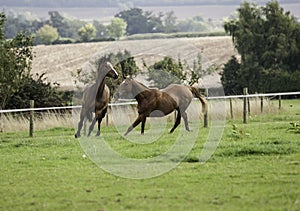 Two Beautiful bay horses running in a field