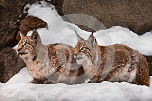 Two beautiful and beautiful big wild cats of a lynx sit in identical poses in the snow against the background of rocks, attentive