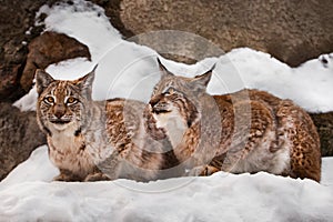 Two beautiful and beautiful big wild cats of a lynx sit in identical poses in the snow against the background of rocks, attentive