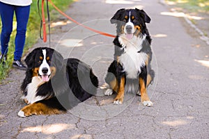 Two beautiful Berner Sennenhund, male and female on asphalt road