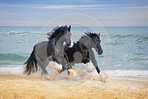 Two beautiful big horses breed Shire