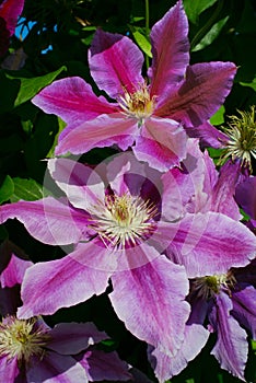 Two big purple clematis flowers