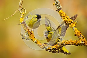 Two beautiful bird on the branch. Eurasian Siskin, Carduelis spinus, sitting on the branch with yellow lichen, clear background.