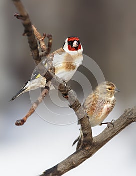 Dos hermoso observación de aves 